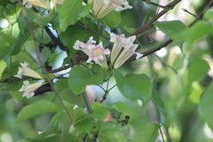 Bignonia potosina
