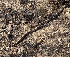 Salvadora deserticola