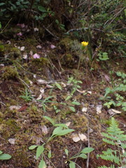 Arnica spathulata