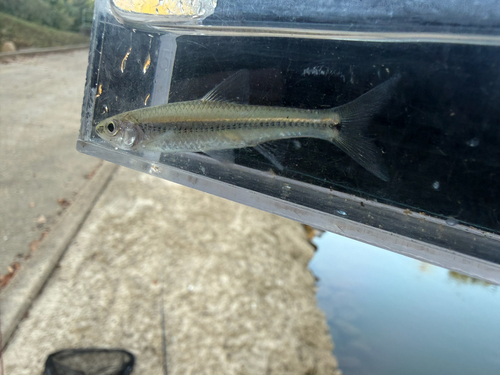 Bigeye Shiner