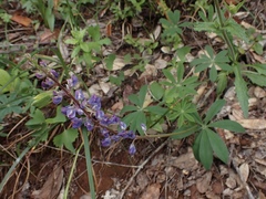 Lupinus onustus