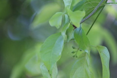 Bignonia potosina