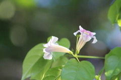 Bignonia potosina