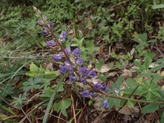 Lupinus onustus