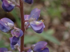 Lupinus onustus