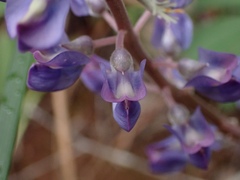 Lupinus onustus