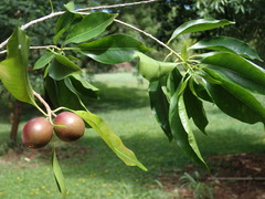 Planchonella garberi