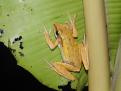 Polypedates leucomystax