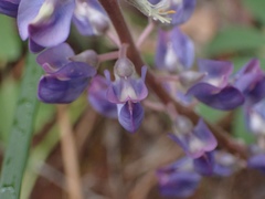 Lupinus onustus
