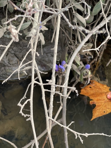 Gentiana clausa, 2026-10-09