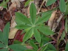 Lupinus onustus