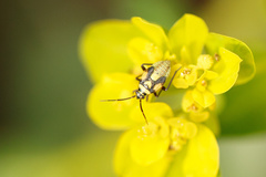 Brachycoleus pilicornis