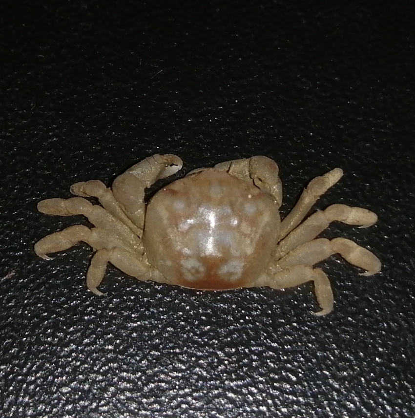 Pinnaxodes gigas
