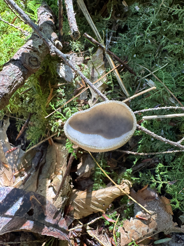 Helvella macropus, 2026-10-09