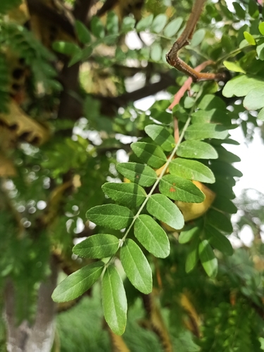 honey locust