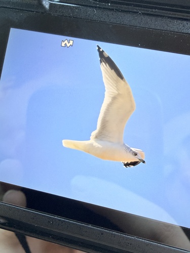 Ring-billed Gull