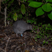 Little Spotted Kiwi - Photo no rights reserved, uploaded by Peter de Lange