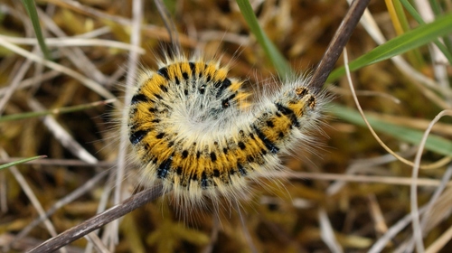 Grass Eggar