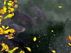 Cyprinus carpio