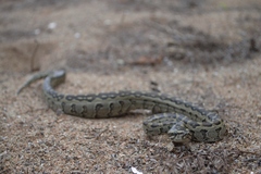 Python natalensis