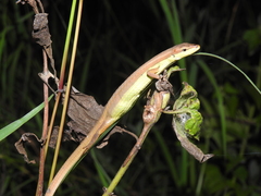 Takydromus sexlineatus