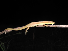 Takydromus sexlineatus
