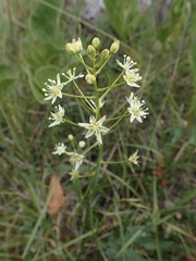 Toxicoscordion venenosum venenosum