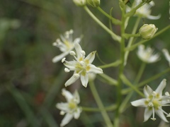 Toxicoscordion venenosum venenosum