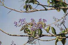Vitex gaumeri