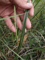 Toxicoscordion venenosum venenosum