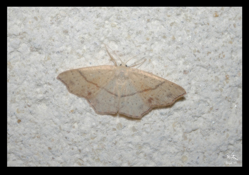 Punctaria observed 2026-10-09