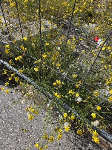 Narrow-leaved Ragwort