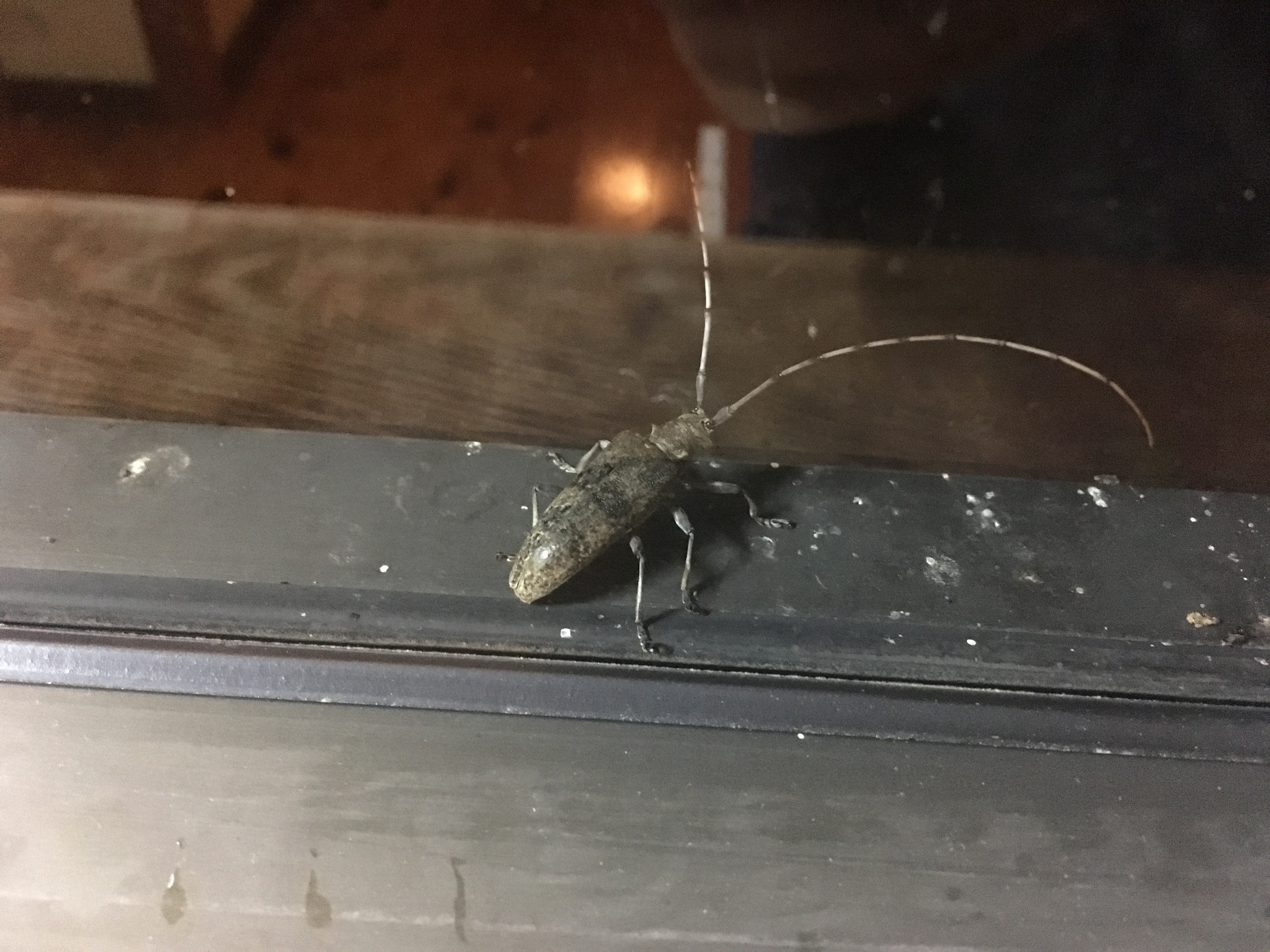 Acalolepta luxuriosa (Bates, 1873)