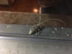 Acalolepta luxuriosa