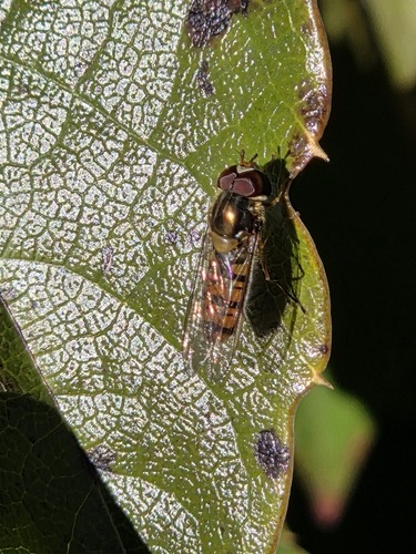 Marmalade Hover Fly