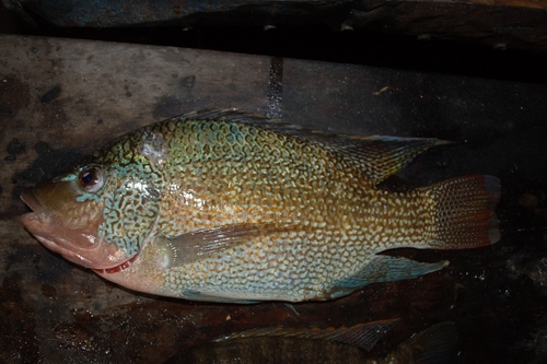 Tanganyika tilapia (Oreochromis tanganicae) — Cichlidae — 2
