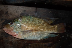 Oreochromis tanganicae