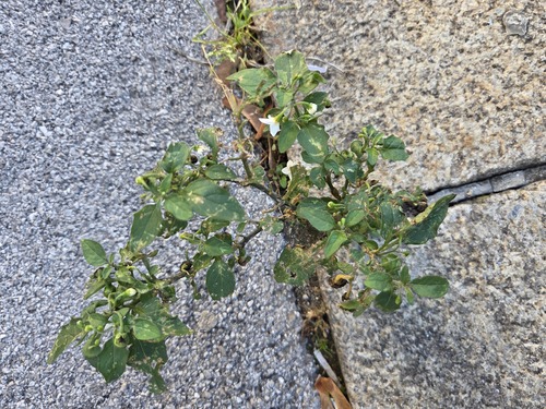 black nightshade