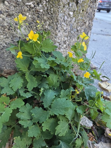 Greater celandine