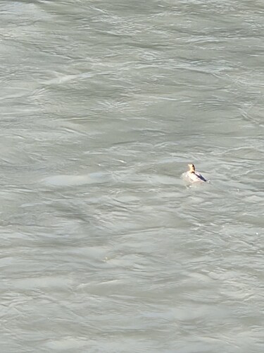 Common Merganser