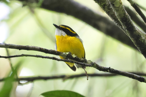 Machaerirhynchus flaviventer observed 2026-09-24
