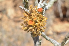 Teloschistes puber
