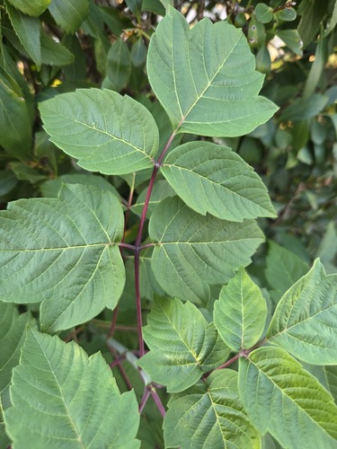 box elder