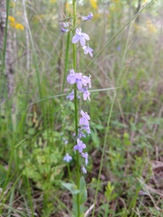 Lobelia gattingeri
