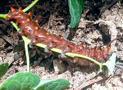 Battus philenor