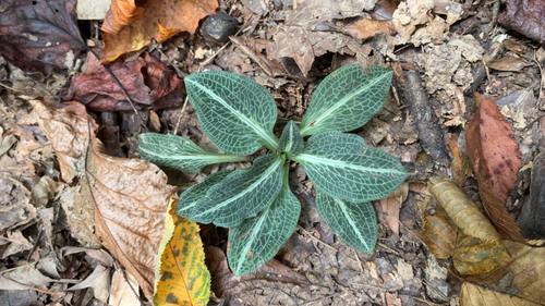 downy rattlesnake plantain