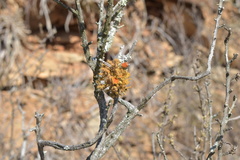 Teloschistes puber