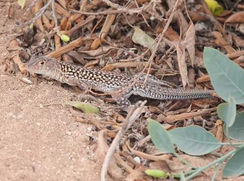 Acanthodactylus margaritae