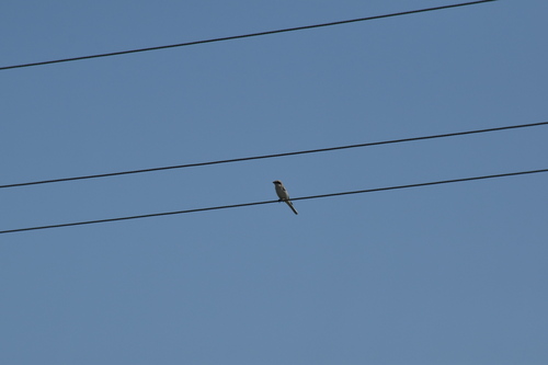 iNaturalist image