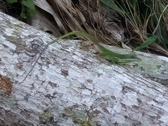 Anolis viridius